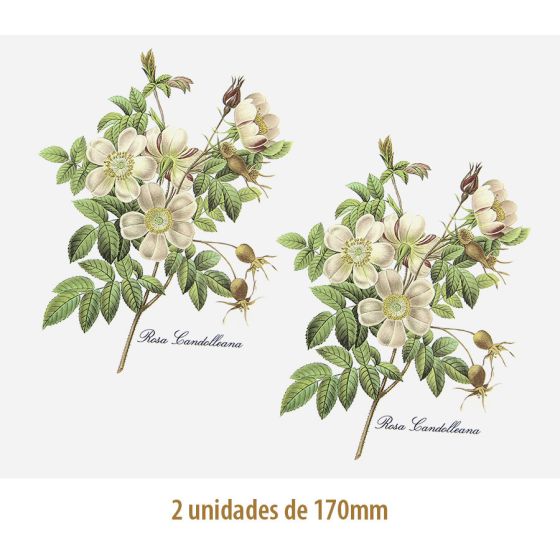 Rosa Candolleana - 170mm 1