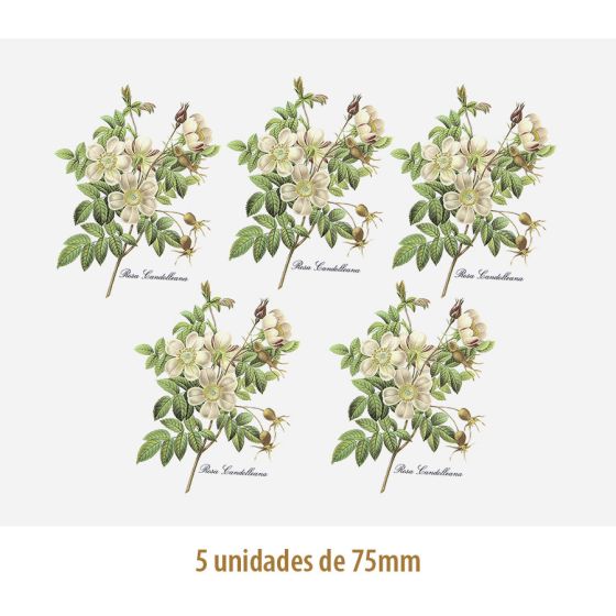 Rosa Candolleana - 75mm 1