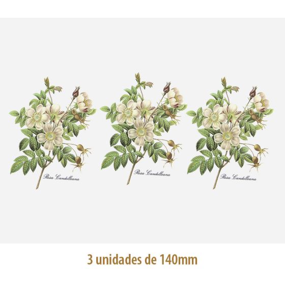 Rosa Candolleana - 140mm 1