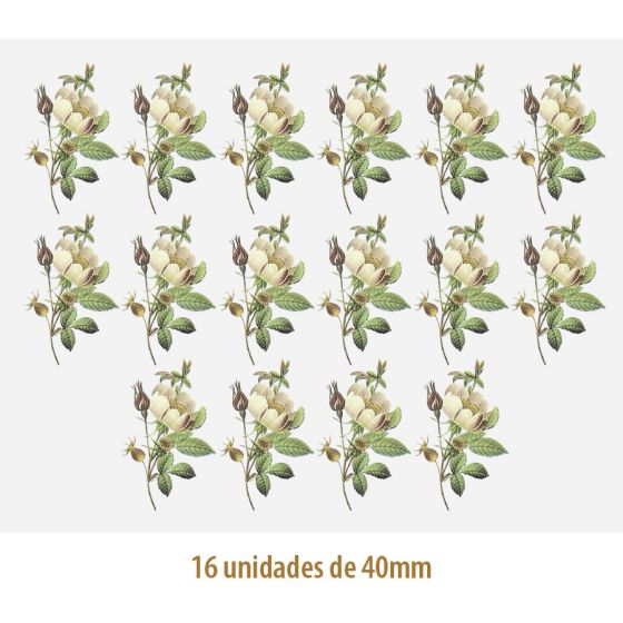 Rosa Candolleana - 40mm 1