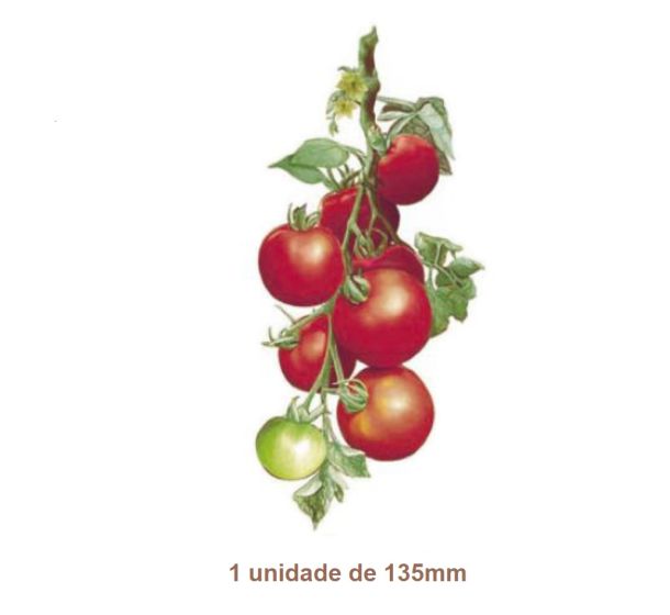 TOMATOES-135mmx1un.jpg