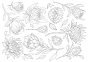 Decalque Contorno Protea - Sépia 1