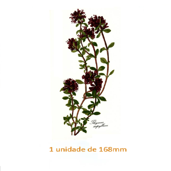 Thyme Flower 167mm x 1un