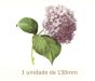 Lilac Hortensia - 130mm x 1un 1