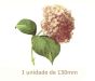 Pink Hortensia - 130mm x 1un 1