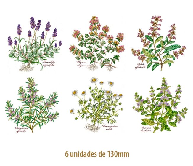 HERBS-130mmx6un.jpg