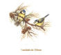 ChapimReal-130mmx1un.png