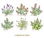 HERBS-130mmx6un.jpg