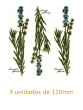 Lavender 112mmx 3un 1