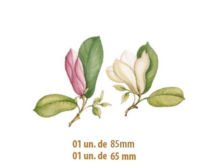 D_Magnolia_65mm-85mm_2un.jpg