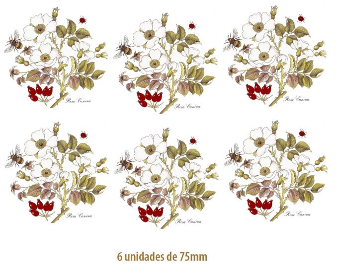 D_RosaCanina-75mmx6un.jpg