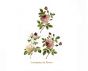 Marite Roses - 95mm 1