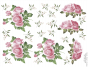 Rosas 02.png