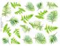 Leaves.jpeg