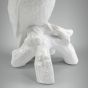 Cacatua com Arrepio 3