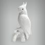 Cacatua sem Arrepio 5
