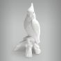 Cacatua sem Arrepio 4