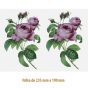 D-Rose-A-170x175mm.jpg