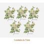 D_Rosa_Candolleana_75mmx5un_A.JPG
