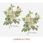 D_Rosa_Candolleana_170mmx2un_A.JPG