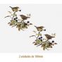D_Wren_100mmx2un_A.JPG