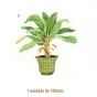 Palmera-c-100mmx1un.jpg