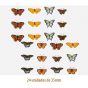 D_Mix_Of_Butterflies_35mmx24un_A.JPG