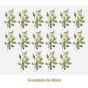 D_Rosa_Candolleana_40mmx16un_A.JPG