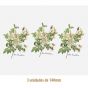 D_Rosa_Candolleana_140mmx3un_A.JPG