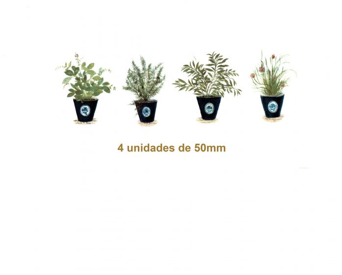 Decalques Plantas Aromáticas- 50mm 1