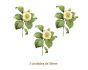 Camelia-Japonica-50mmx3un.jpg