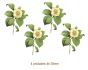 Camelia-Japonica-35mmx4un.jpg