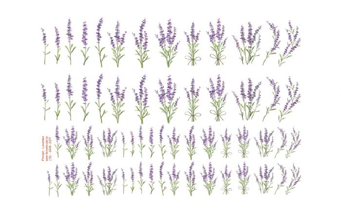 Lavanda - Porcelana 1