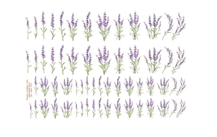 Lavanda - Vidro 1
