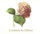 Pink Hortensia - 130mm x 1un 1
