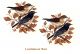 PAJARO-B-70mmx2un.jpg