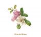 D_Magnolia_185mm_1un.jpg