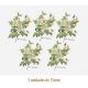 D_Rosa_Candolleana_75mmx5un_A.JPG
