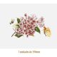 D_Pink_Branch_190mm_1un.jpg