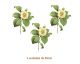Camelia-Japonica-50mmx3un.jpg