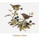 D_Wren_150mmx1un_A.JPG