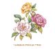 Camelia-210x170mmx1un.jpg
