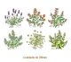 HERBS-100mmx6un.jpg