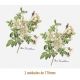D_Rosa_Candolleana_170mmx2un_A.JPG