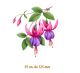 D_Fucsia-125x1un.jpg