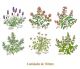 HERBS-130mmx6un.jpg