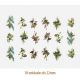 D_Mix_Of_Birds_22mmx18un_A.JPG