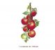 TOMATOES-135mmx1un.jpg