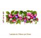 D_FucsiaPopple-190x86mm.jpg