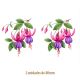 D_Fucsia_Popple-80mmx2un_A.jpg